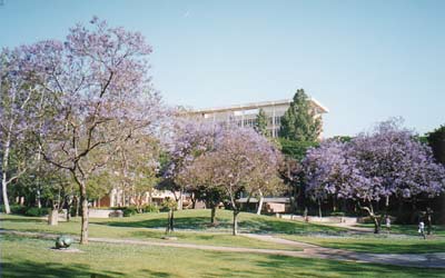 UCLA Sculpture Garden