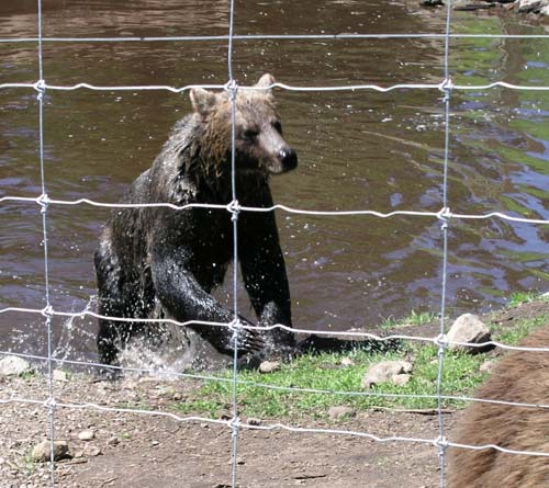 Bear sneaking up on other bear