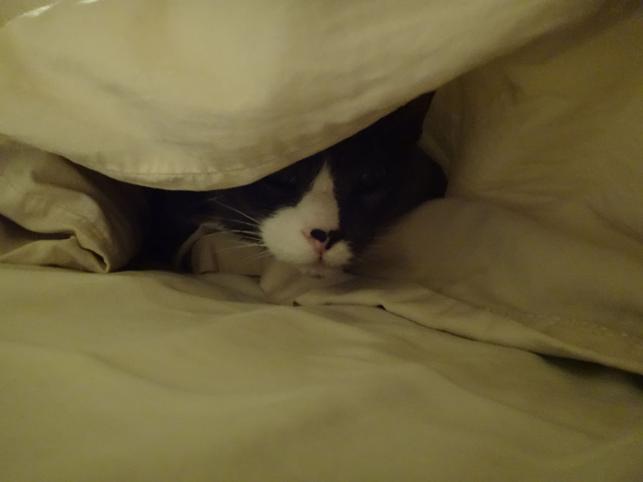 Cirrus under the blanket