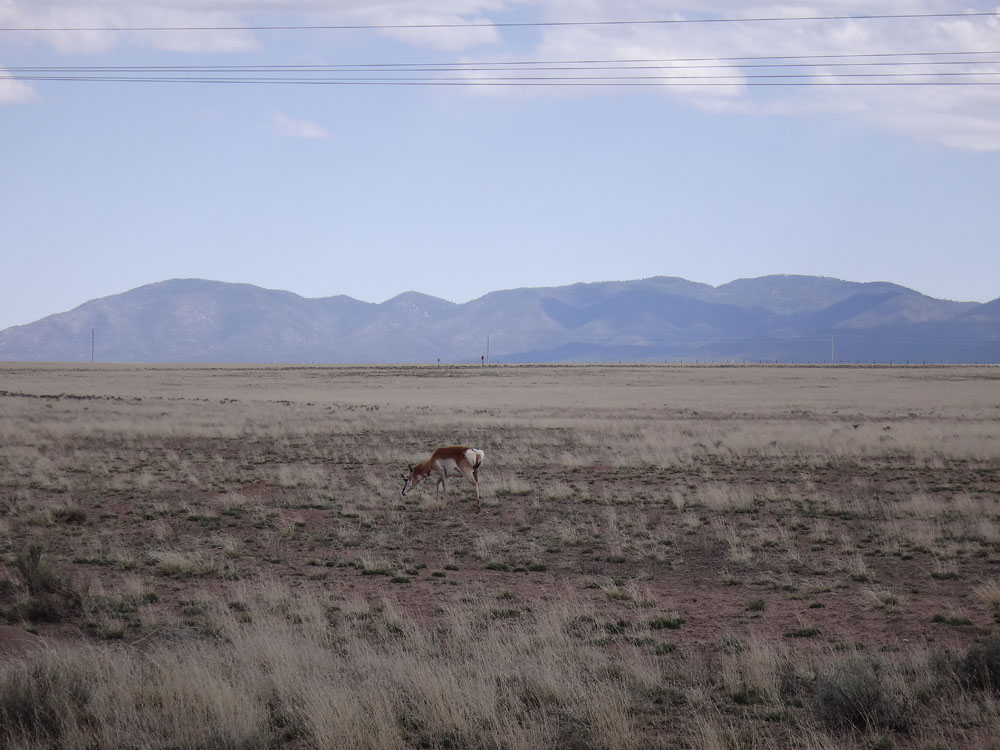 Antelope at the VLA