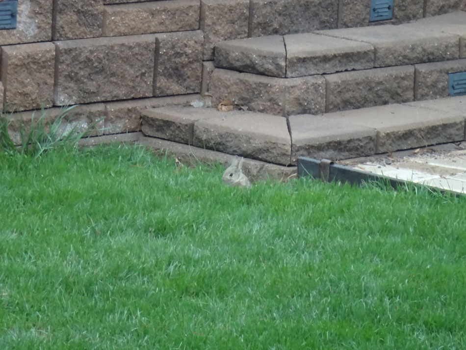 baby bunnies in Golden, Colorado