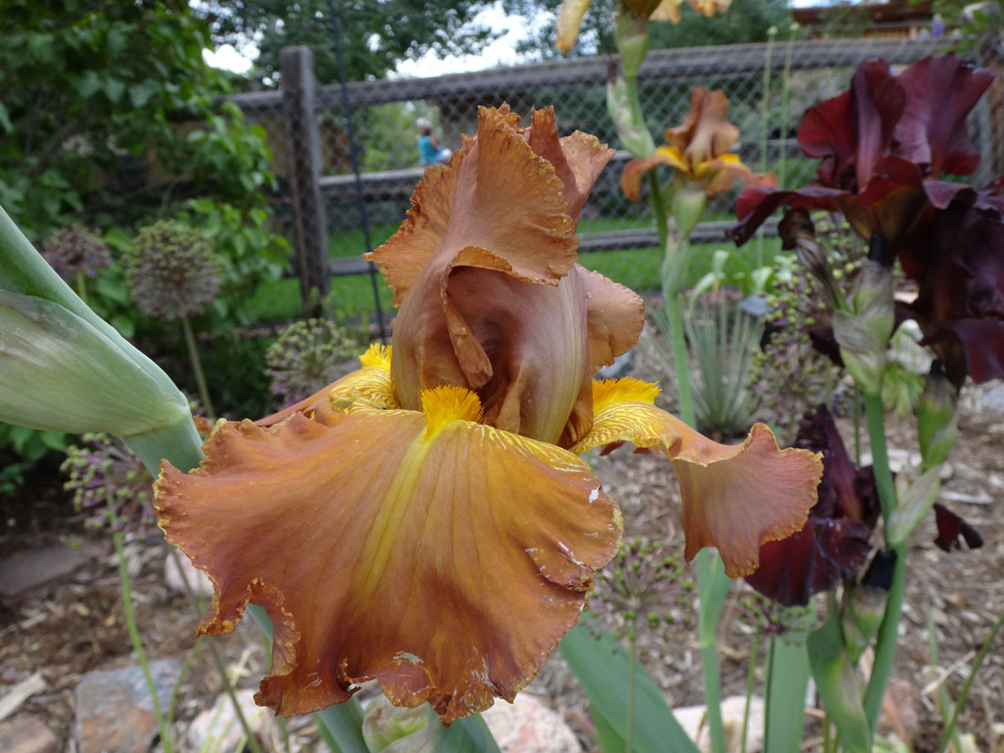 Iris - Our Garden in Golden, Colorado