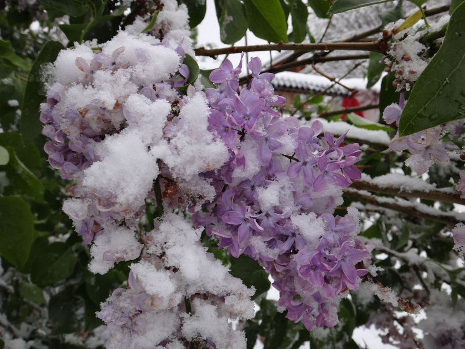 Lilacs and ice