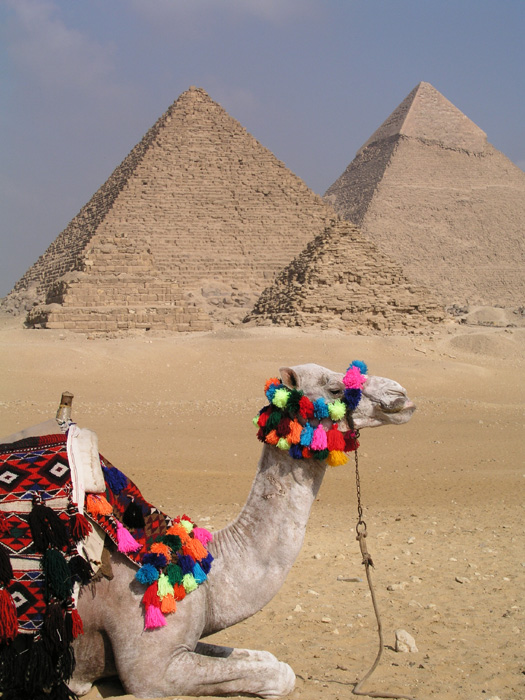 View of camel and pyramids