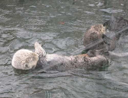 Sea Otters at Vancouver Aquarium