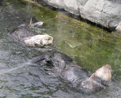 Sea Otters at Vancouver Aquarium