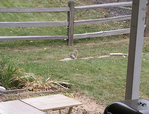 Rabbit in the back yard