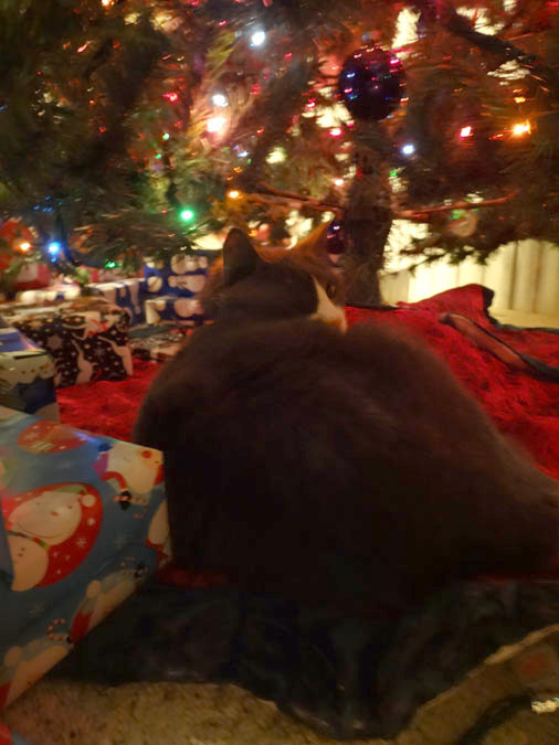Muggins under the tree