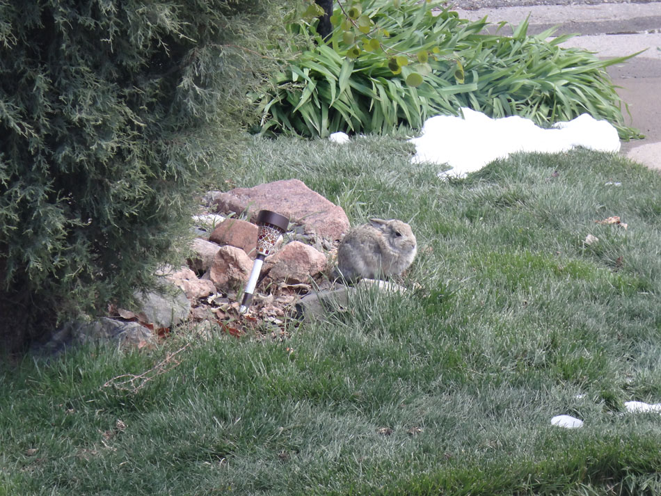 Sleepy bunny in Golden, Colorado