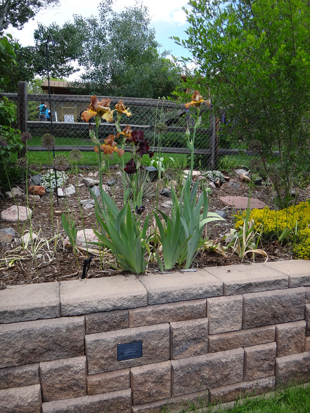 Irises Don't Care - Our Garden in Golden, Colorado