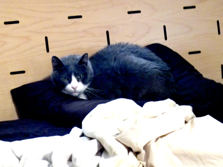 Muggins as Pillow Cat