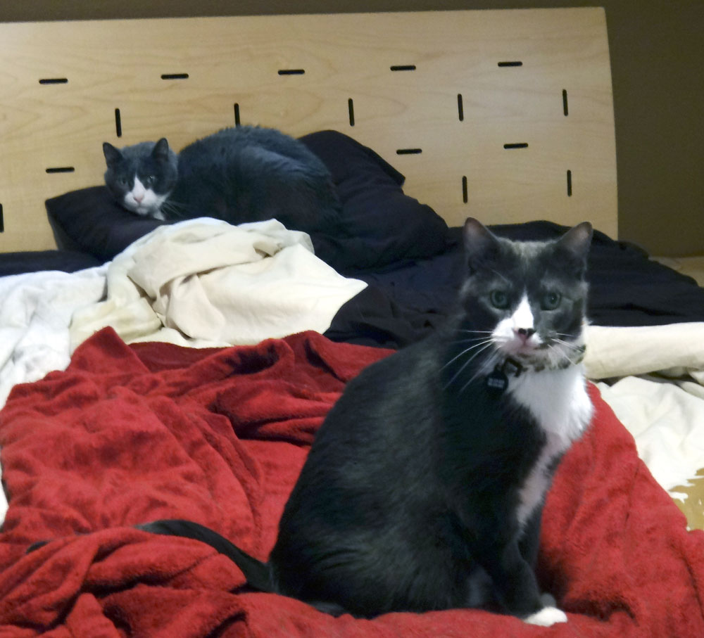 Muggins (Pillow Cat) and Cirrus